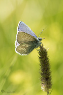 Plebejus (Albulina) orbitulus / Alpenblauwtje / Alpine argus