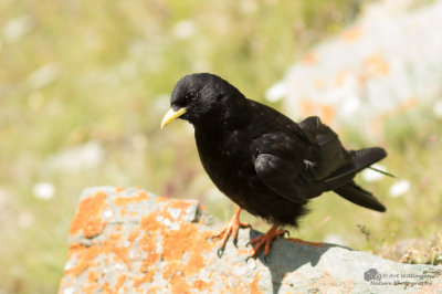 Pyrrhocorax pyrrhocorax / Alpenkauw / Chough