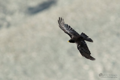 Pyrrhocorax pyrrhocorax / Alpenkauw / Chough