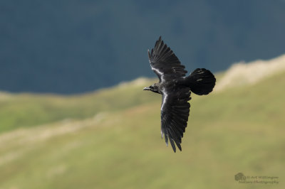 Corvus corax / Raaf / Common Raven