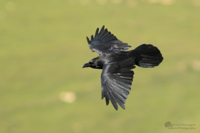 Corvus corax / Raaf / Common Raven