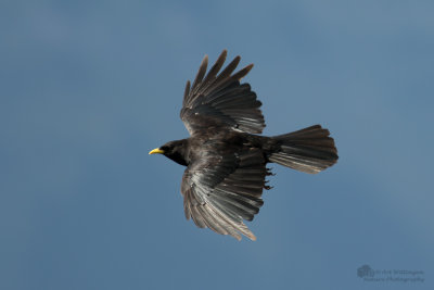 Pyrrhocorax pyrrhocorax / Alpenkauw / Chough