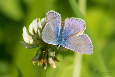 Icarusblauwtje / Common Blue / Polyommatus icarus