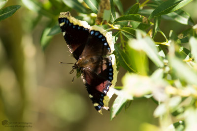 Nymphalis antiopa / Rouwmantel / Camberwell Beauty 