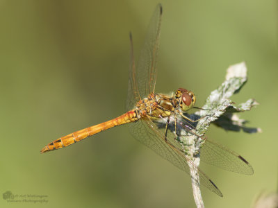 Sympetrum vulgatum / Steenrode heidelibel / Vagrant Darter