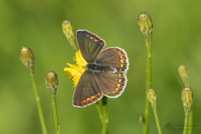 Icarusblauwtje / Common Blue / Polyommatus icarus