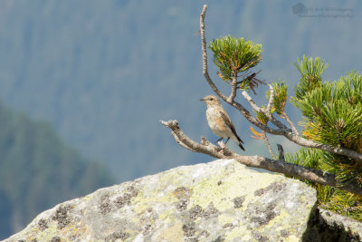 Oenanthe oenanthe / Tapuit / Northern Wheatear