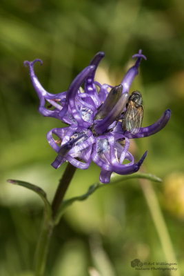 Phyteuma orbiculare / Bolrapunzel