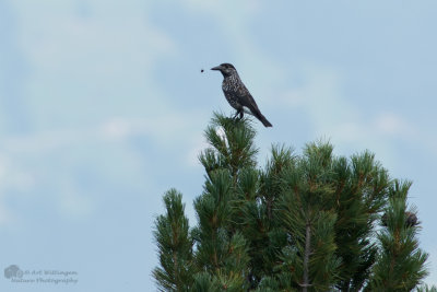 Nucifraga caryocatactes / Notenkraker / Spotted Nutcracker