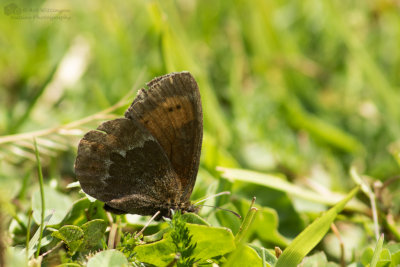 Erebia euryale / Grote erebia / Large Ringlet