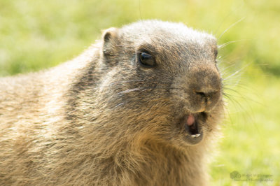 Marmota marmota / Alpenmarmot / Alpine marmot