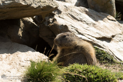 Marmota marmota / Alpenmarmot / Alpine marmot