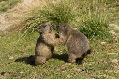 Marmota marmota / Alpenmarmot / Alpine marmot