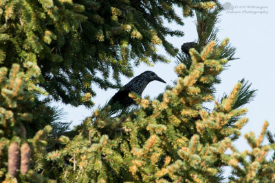 Nucifraga caryocatactes / Notenkraker / Spotted Nutcracker