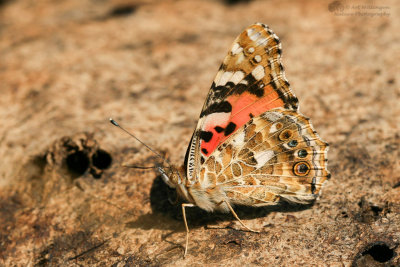 Vanessa cardui / Distelvlinder / Painted Lady