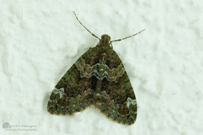 Chloroclysta siterata / Papegaaitje / Red-green Carpet 