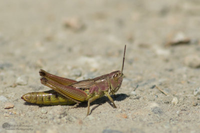  Pseudochorthippus parallelus / Krasser / Meadow grasshopper