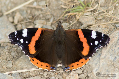 Vanessa atalanta / Atalanta / Red Admiral