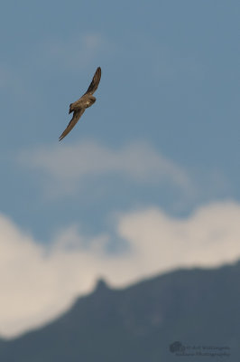 Ptyonoprogne rupestris / Rotszwaluw / Crag Martin