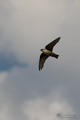 Ptyonoprogne rupestris / Rotszwaluw / Crag Martin