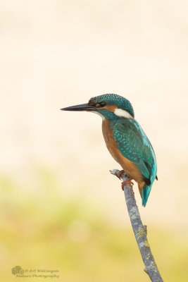 Alcedo atthis / IJsvogel / Kingfisher