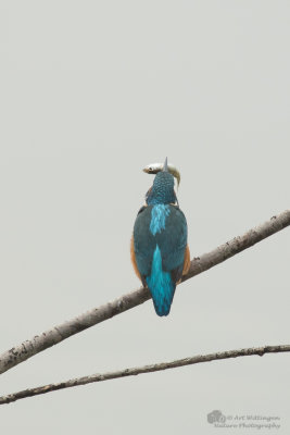 Alcedo atthis / IJsvogel / Kingfisher