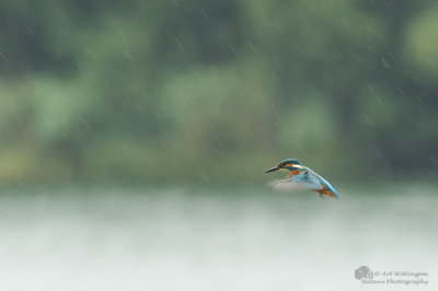 Alcedo atthis / IJsvogel / Kingfisher