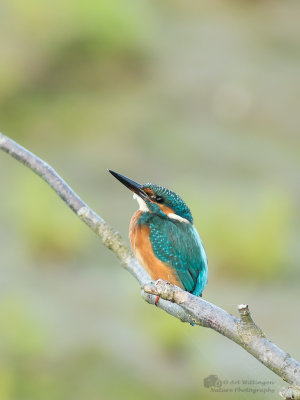 Alcedo atthis / IJsvogel / Kingfisher