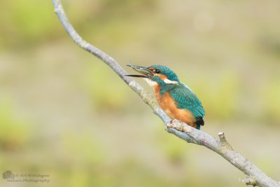 Alcedo atthis / IJsvogel / Kingfisher