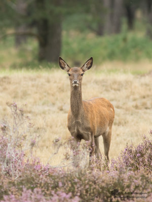 Cervus elaphus / Edelhert / Red deer