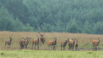 Cervus elaphus / Edelhert / Red deer