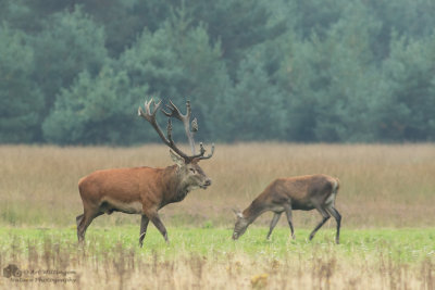 Cervus elaphus / Edelhert / Red deer