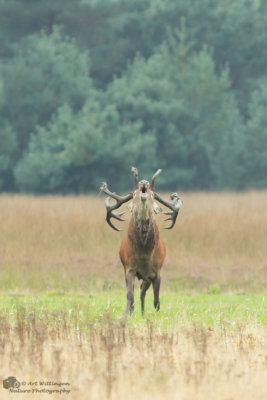 Cervus elaphus / Edelhert / Red deer