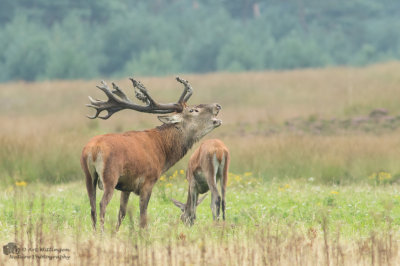 Cervus elaphus / Edelhert / Red deer