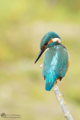 Alcedo atthis / IJsvogel / Kingfisher