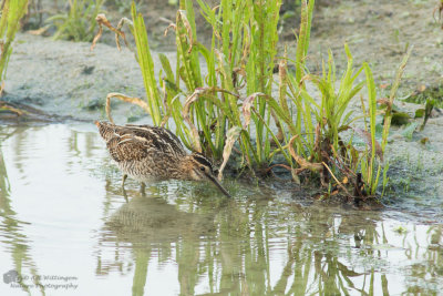 Gallinago gallinago / Watersnip / Snipe