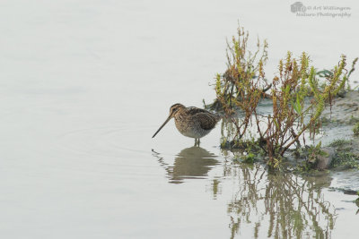 Gallinago gallinago / Watersnip / Snipe