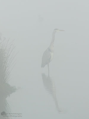 Ardea Cinerea / Blauwe Reiger / Grey Heron