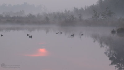 Misty Sunrise / Mistige zonsopkomst