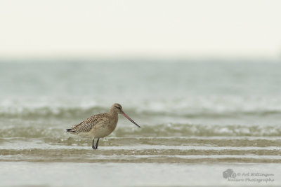 Limosa lapponica / Rosse Grutto / Bar-tailed Godwit
