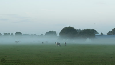 Cows in the mist / Koeien in de mist