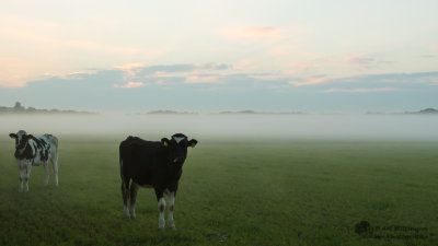 Cows in the mist / Koeien in de mist