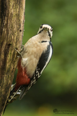 Dendrocopos Major / Grote Bonte Specht / Great Spotted Woodpecker