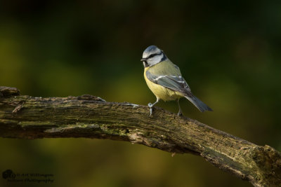 Cyanistes caeruleus / Pimpelmees / Blue Tit