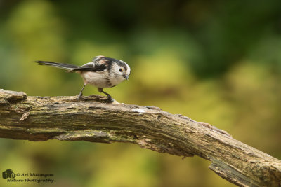 Aegithalos caudatus / Staartmees / Long-tailed Tit