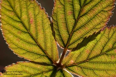 Blackberry leaf / Bramen blad