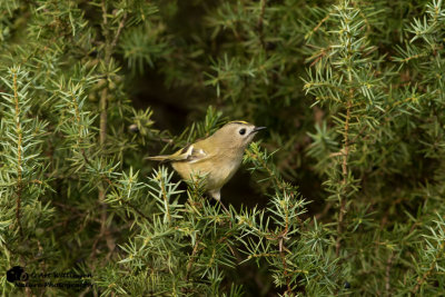 Regulus regulus / Goudhaan / Goldcrest