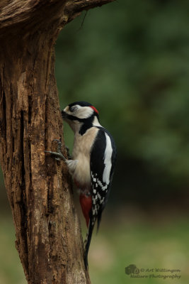 Dendrocopos Major / Grote Bonte Specht / Great Spotted Woodpecker