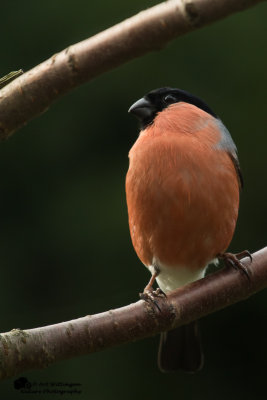 Pyrrhula pyrrhula / Goudvink / Eurasian bullfinch