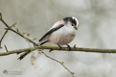 Aegithalos caudatus / Staartmees / Long-tailed Tit